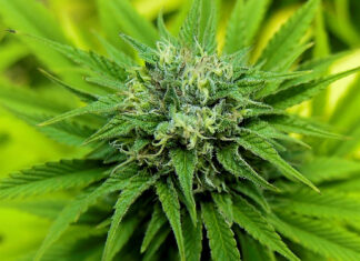 Procurorii au descoperit 130 de kg de canabis într-un solar de legume