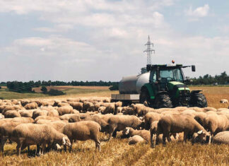 Un fermier din Satu Mare ar fi trecut cu tractorul peste turma de oi care păștea pe terenul său cultivat cu grâu